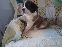 Bunny, a female Saint Bernard for sale in Ava, IL – Photo 6 of 7