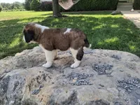 Cherry, a female Saint Bernard for sale in Ava, IL – 3 of 4
