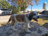 Bonnie, a female Saint Bernard for sale in Ava, IL – 1 of 6