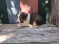 Sophie, a female Shetland Sheepdog for sale in Ava, IL – 2 of 4