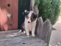 Sophie, a female Shetland Sheepdog for sale in Ava, IL – 4 of 4