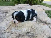 Starburst, a female Cavalier King Charles Spaniel for sale in Ava, IL – Photo 2 of 3