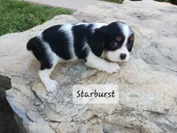 Starburst, a female Cavalier King Charles Spaniel for sale in Ava, IL – Photo 3 of 3