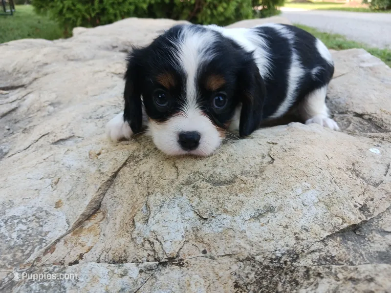 Starburst, a female Cavalier King Charles Spaniel for sale in Ava, IL – Photo 1 of 3