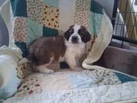 Bertha, a female Saint Bernard for sale in Ava, IL – Photo 6 of 6