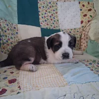 Bertha, a female Saint Bernard for sale in Ava, IL – Photo 2 of 6