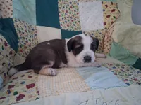 Bertha, a female Saint Bernard for sale in Ava, IL – Photo 2 of 3