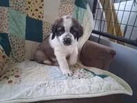 Bertha, a female Saint Bernard for sale in Ava, IL – Photo 5 of 6