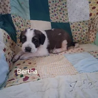 Bertha, a female Saint Bernard for sale in Ava, IL – Photo 1 of 6