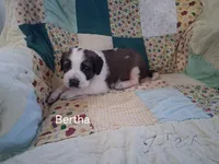 Bertha, a female Saint Bernard for sale in Ava, IL – Photo 1 of 3