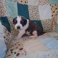 Bertha, a female Saint Bernard for sale in Ava, IL – Photo 3 of 6