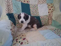 Bertha, a female Saint Bernard for sale in Ava, IL – Photo 3 of 3