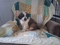 Bertha, a female Saint Bernard for sale in Ava, IL – Photo 4 of 6