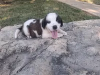 Bonnie, a female Saint Bernard for sale in Ava, IL – 3 of 3