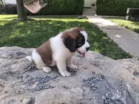 Candy, a female Saint Bernard for sale in Ava, IL – 3 of 5