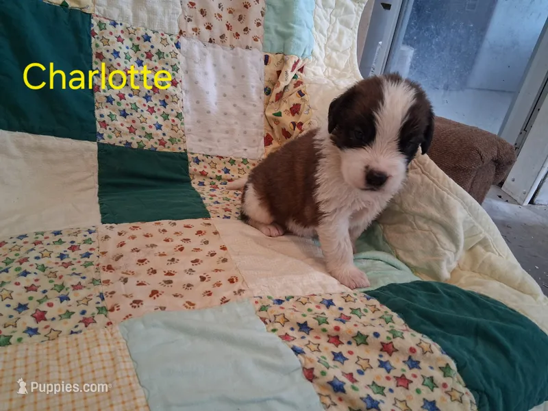 Charlotte