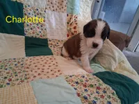 Charlotte, a female Saint Bernard for sale in Ava, IL – Photo 1 of 4