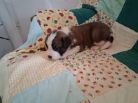 Charlotte, a female Saint Bernard for sale in Ava, IL – Photo 2 of 4