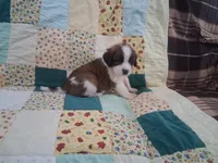 Charlotte, a female Saint Bernard for sale in Ava, IL – Photo 3 of 4