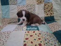Charlotte, a female Saint Bernard for sale in Ava, IL – Photo 4 of 4