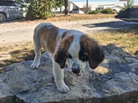 Bonnie, a female Saint Bernard for sale in Ava, IL – 3 of 6