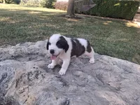 Bonnie, a female Saint Bernard for sale in Ava, IL – 2 of 3