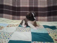 Chad, a male Saint Bernard for sale in Ava, IL – Photo 2 of 3