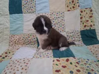 Chad, a male Saint Bernard for sale in Ava, IL – Photo 3 of 3