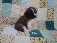 Chad, a male Saint Bernard for sale in Ava, IL – Photo 1 of 3