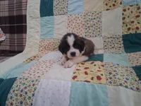 Cassidy, a female Saint Bernard for sale in Ava, IL – Photo 3 of 3