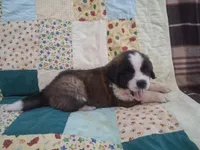 Cassidy, a female Saint Bernard for sale in Ava, IL – Photo 2 of 3