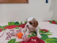 Kay, a female Cavalier King Charles Spaniel for sale in Ava, IL – Photo 2 of 3
