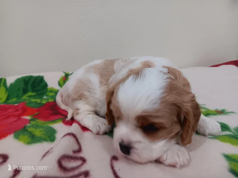 Kay, a female Cavalier King Charles Spaniel for sale in Ava, IL – Photo 1 of 3