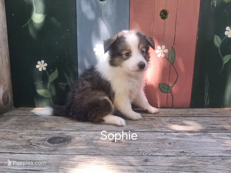 Sophie – Shetland Sheepdog puppy for sale in Ava, IL