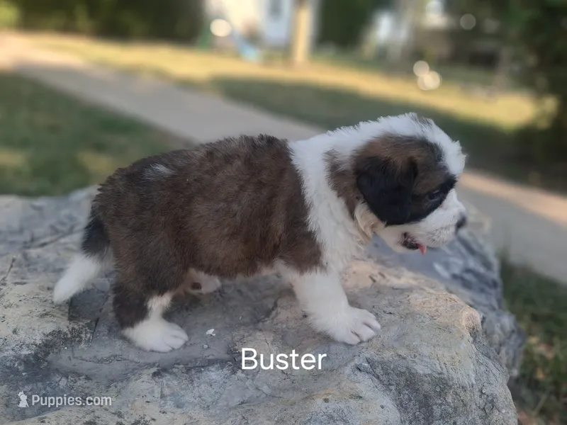 Buster – Saint Bernard puppy for sale in Ava, IL