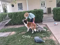 Candy, a female Saint Bernard for sale in Ava, IL – 5 of 5