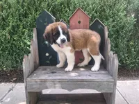 Celeste, a female Saint Bernard for sale in Ava, IL – 2 of 4