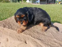 Andy, a male Cavalier King Charles Spaniel for sale in Ava, IL – Photo 3 of 4