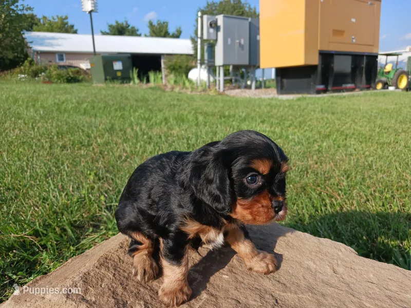 Andy, a male Cavalier King Charles Spaniel for sale in Ava, IL – Photo 1 of 4
