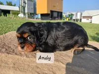 Andy, a male Cavalier King Charles Spaniel for sale in Ava, IL – Photo 2 of 4