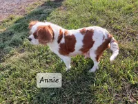 Andy, a male Cavalier King Charles Spaniel for sale in Ava, IL – Photo 4 of 4