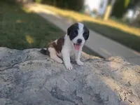 Buttercup, a female Saint Bernard for sale in Ava, IL – 4 of 4