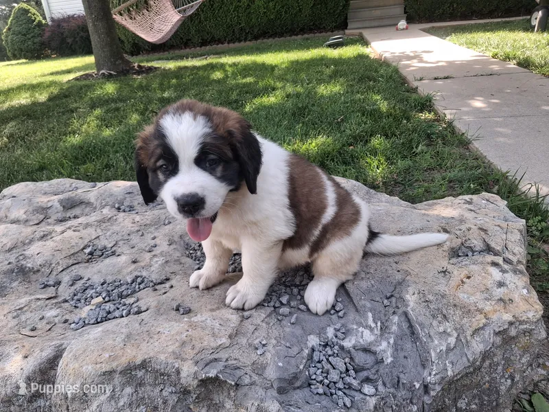 Candy – Saint Bernard puppy for sale in Ava, IL