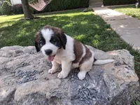 Candy, a female Saint Bernard for sale in Ava, IL – 1 of 5