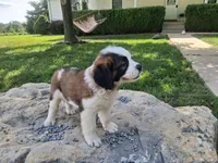 Cherry, a female Saint Bernard for sale in Ava, IL – 2 of 4