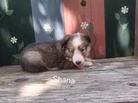 Shana, a female Shetland Sheepdog for sale in Ava, IL – 3 of 3