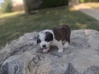 Buster, a male Saint Bernard for sale in Ava, IL – 2 of 4