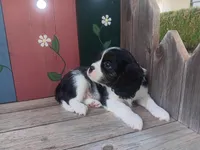 Donna, a female Cavalier King Charles Spaniel for sale in Ava, IL – Photo 1 of 6