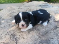 Donna, a female Cavalier King Charles Spaniel for sale in Ava, IL – Photo 4 of 6