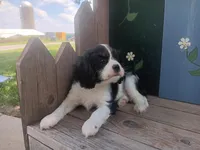 Donna, a female Cavalier King Charles Spaniel for sale in Ava, IL – Photo 3 of 6